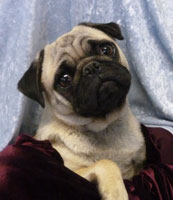 OurPugsApple_01