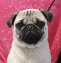 OurPugsCamilla