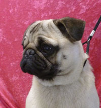 OurPugsCamillaProfile