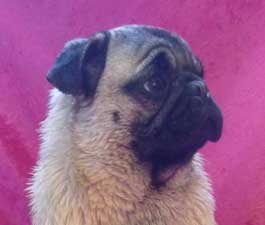 OurPugsEtta_01