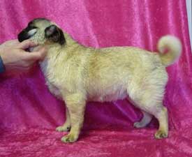 OurPugsEtta_02
