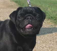 OurPugsKimiko_01