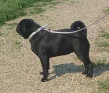 OurPugsKimiko_02