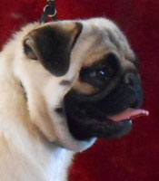 OurPugsKodiak_01