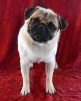 OurPugsKodiak_02
