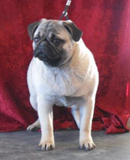 OurPugsKyoko_01