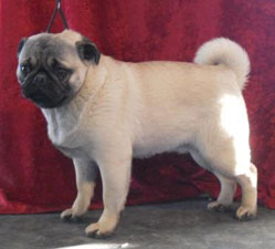 OurPugsKyoko_02