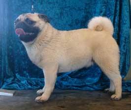 OurPugsMenchi_01