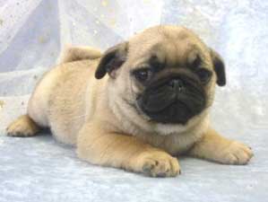 OurPugsMenchi_02