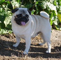 OurPugsMojo02