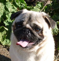 OurPugsMojo_01