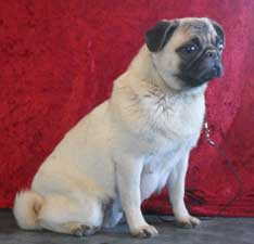 OurPugsPrudence_01