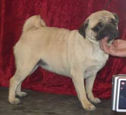 OurPugsTater_01