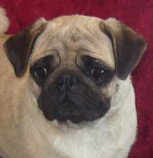OurPugsTater_02