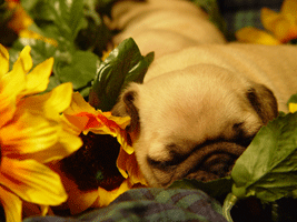pug-sleeping-in-flowers