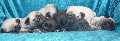 puppylitter
