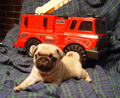 small-pug-with-fire-engine
